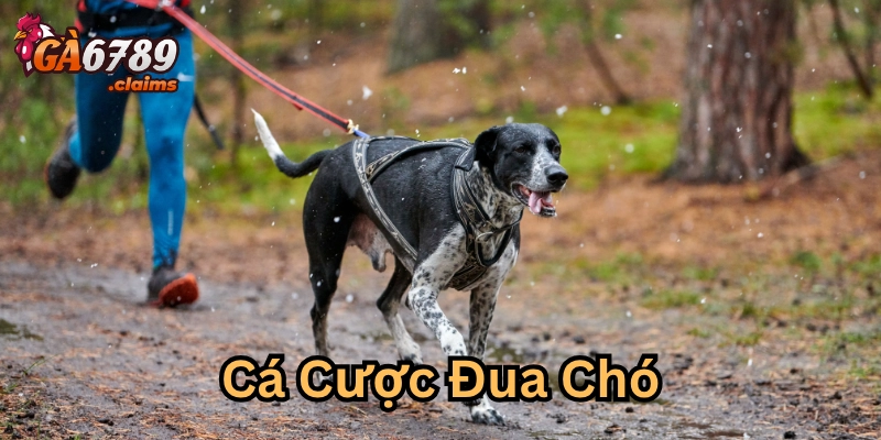 Cá Cược Đua Chó là gì?