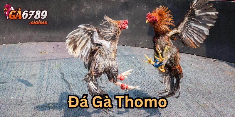 Các bẫy mà tân thủ hay mắc phải