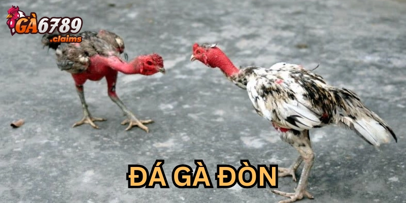Cược gà đòn có gì hot?