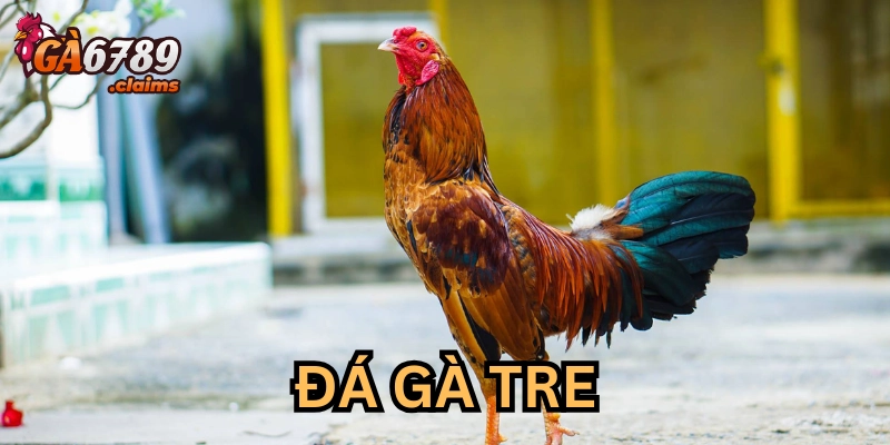 Đá gà tre là gì?