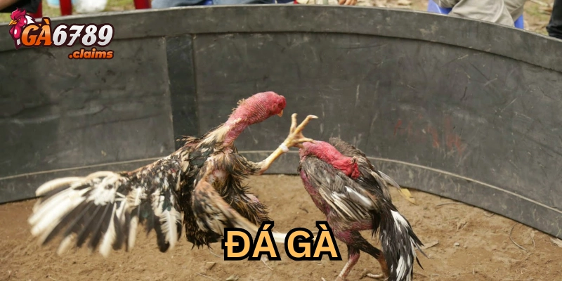 Dân cược cần tập trung về điều gì?