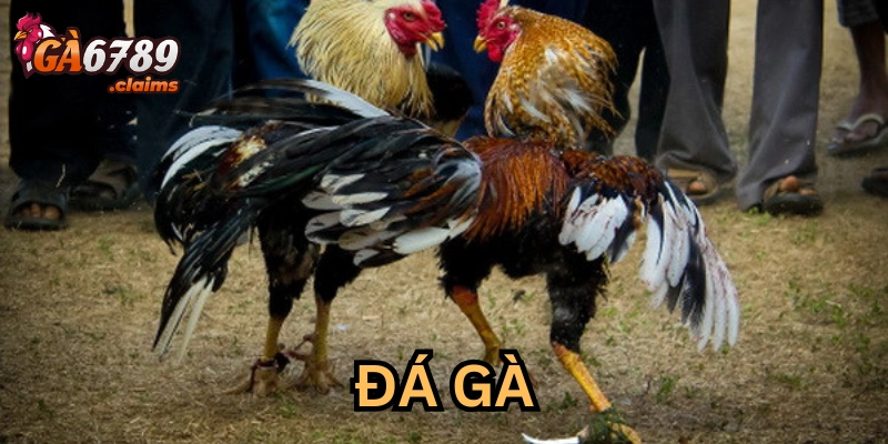 Giải mã về cược đá gà