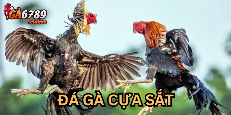 Luật chơi cho dân cược