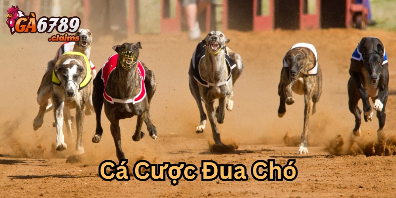 Lưu ý khi tham gia Cá Cược Đua Chó