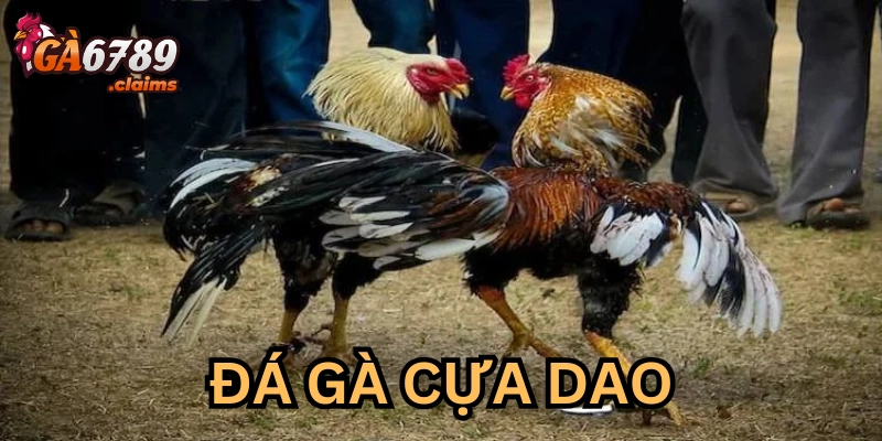 Tổng quan về đá gà cựa dao